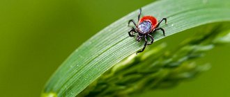 Let&#39;s get acquainted with the interesting features of the reproduction of forest ticks...