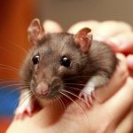 sounds of pet rats